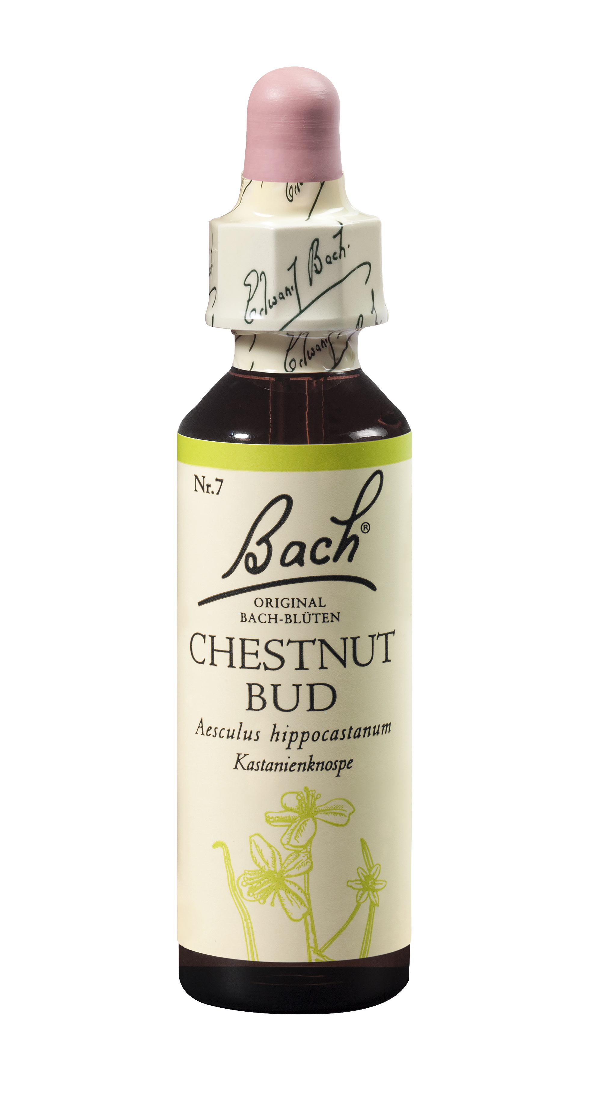 Bach®-Blüte Nr. 7 Chestnut Bud (Kastanienknospe)