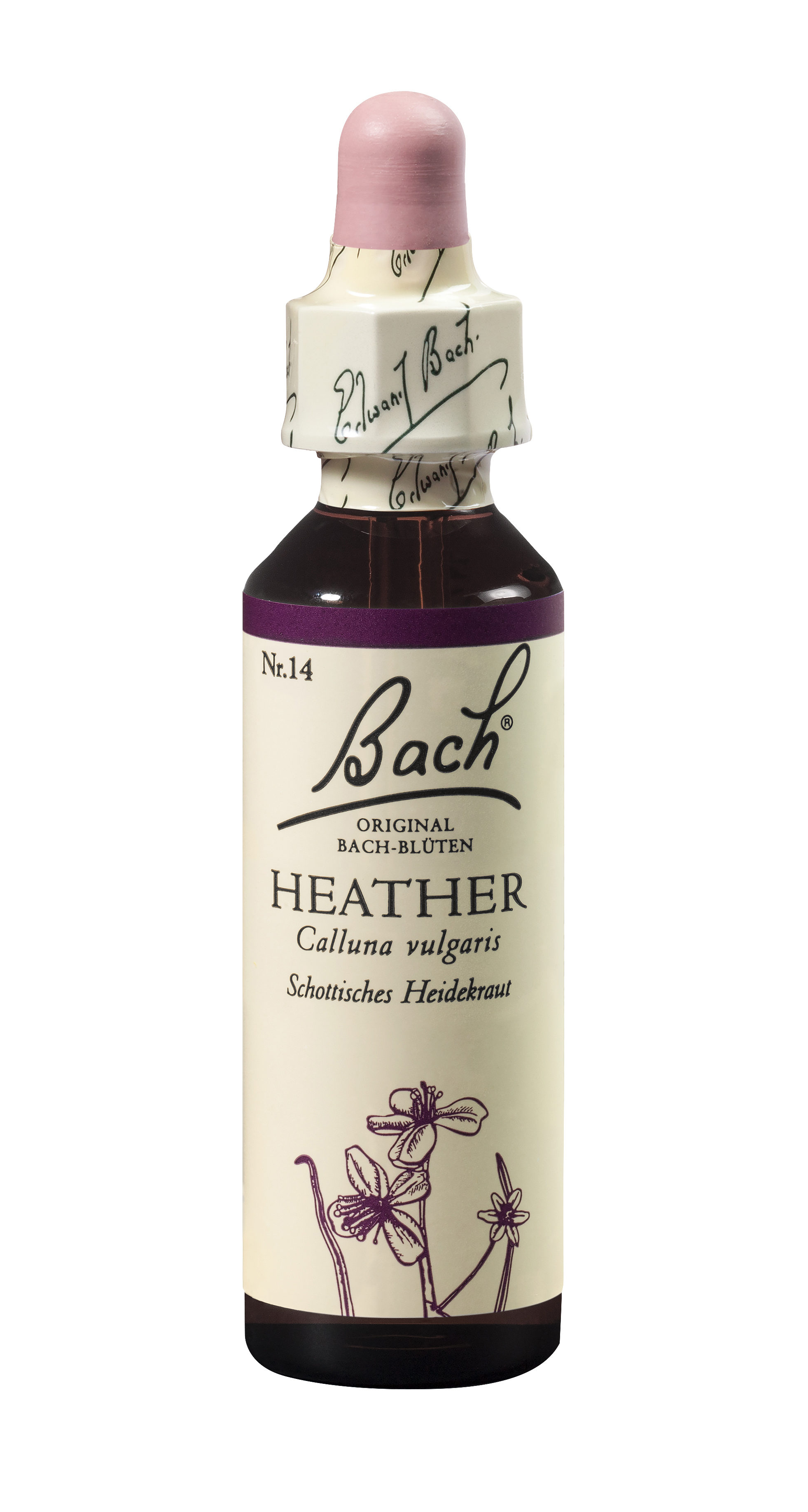 Bach®-Blüte Nr. 14 Heather (Schottisches Heidekraut)